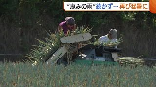 “恵みの雨”続かず再び猛暑に…稲刈り前倒しする会社も 苦労する農家「週に一度は降って」【新潟】 (23/08/29 18:30)