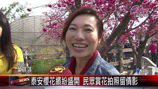 20180223 泰安櫻花繽紛盛開 民眾賞花拍照留倩影