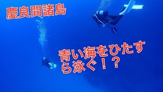 【慶良間ダイビング】早朝出航！慶良間3本ダイビング！アルファダイブ