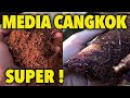 How To Process Cocopeat Into Super Grafting Media!