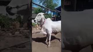 មេគោនេះធំណាស់ | Amazing Animals