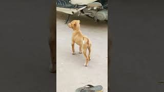 🐕🐕🐕நான் ரெடி உங்க பொண்ணு ரெடியா😆😆😆