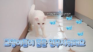 전설의 물냥이가 나타났다!! | 고양이산책