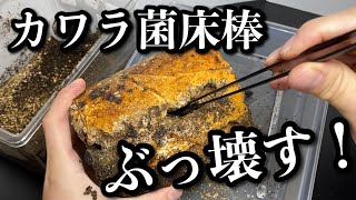 ヤエヤマコクワガタの産卵セットをカワラ菌糸で組んだ結果【クワガタ飼育】