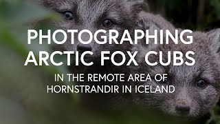 Photographing Arctic Fox Cubs in Hornstrandir (West Fjords in Iceland)