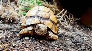 Watch a tiny critically endangered Egyptian Tortoise lay her egg 🐢🥚♥️