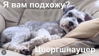 Порода ЦВЕРГШНАУЦЕР why did you choose a schnauzer