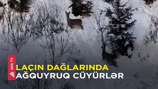 Laçının qarlı dağlarında gəzən ağquyruq cüyürlər gözəllikləri ilə diqqət çəkib – ŞƏRHSİZ - APA TV