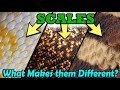 Snake Scales: Unique and... Mysterious? Magical? Who knows...