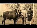 indian gir cows travelled to brazil गीरमधल्या गायी कशा पोहोचल्या ब्राझीलमध्ये bbc news marathi