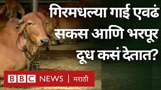 Indian Gir cows travelled to Brazil :  गीरमधल्या गायी कशा पोहोचल्या ब्राझीलमध्ये? (BBC News Marathi)