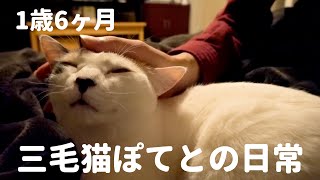 子猫が来てから甘えん坊に？1歳6ヶ月三毛猫ぽてとの日常