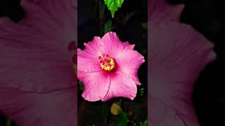 Various types of Hibiscus 🌺...end tak dekhana 🙏