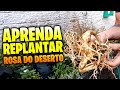 Como mudar sua ROSA DO DESERTO de vaso sem correr risco de podridão