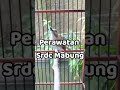 Perawatan Singkat Burung SRDC Mabung #Shorts