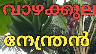 വാഴക്കുല