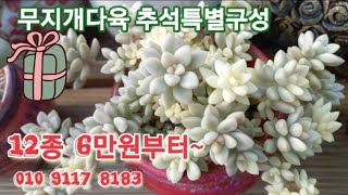 #시흥무지개다육한판가득특별한세트#12종6만원부터분채배송#슈퍼클론#샴페인#마디바 타고난선택#키핑동품고싶은다육이