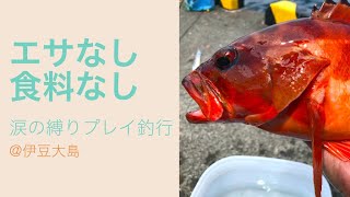 エサ一切買わないで伊豆大島行ってみた_伊豆大島縛り釣行#1【1年間で100魚種釣ってみた#21】