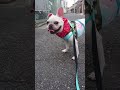 肉球負傷から、お散歩再開しました！ フレンチブルドッグ frenchbulldog わんこ クリーム女の子 お散歩 フレブル 一歳フレンチブルドッグ 爆走娘 フレンチブル