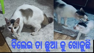 ବିଲେଇ ତା ଛୁଆ କୁ କେମିତି ଖୋଜୁଛି, ଦେଖନ୍ତୁ...... #YTSHORT#VIRALREEL#TRENDINGREEL#ODIAVLOG#ODIAVIDEO