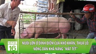 Chăn nuôi lợn ở đỉnh điểm của khó khăn, thua lỗ: Nông dân khả năng "mất Tết" | VTC16
