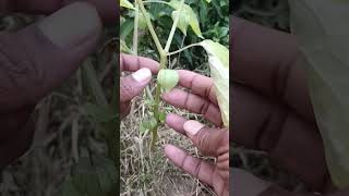 পটকা ফল গাছ #arifulgarden #shortvideos #viralvideo #super #trending