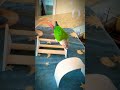 Cute conure parrot goes through tunnels