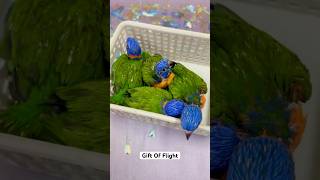 Red Collared Lorikeet babies ❤️ weaning at Gift Of Flight #breeding #lorikeet #conservation