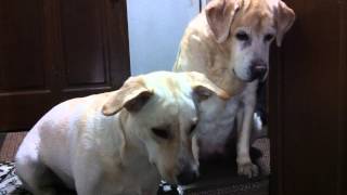 続々と帰ってくる家族に喜ぶ犬達～Labradors are very pleased when their family returns.