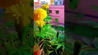 My marigold flower#plants #gardening #youtubeshort #healthyplants #motivation #video