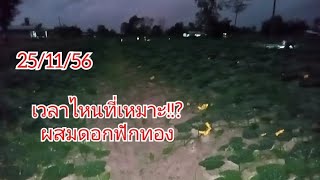 เวลาที่เหมาะที่สุดของการผสมดอกฟักทองให้ติดชัวร์ๆ