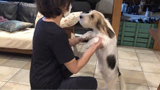 マスクで焦るプチバセの子犬