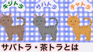 【猫】サバトラ・茶トラとは【雑学・豆知識】Mackerel Tabby