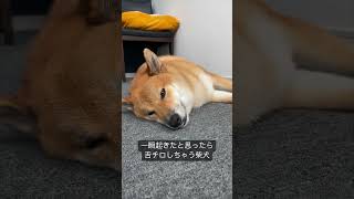 舌をしまい忘れる柴犬ぽてと #柴犬 #可愛い