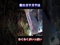 夜の田んぼでガサガサしたら