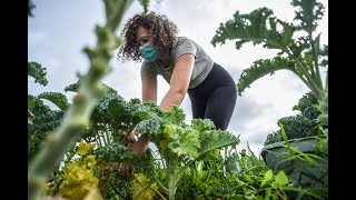 MSU Student Organic Farm Summer 2020