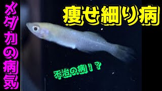 やせ細り病の原因・治療・対策【メダカの病気/痩せ細り病】