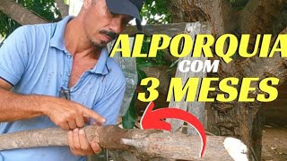 ALPORQUIA DE MANGUEIRA COM 3 MESES 🤠🌵