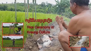 {គ្រឹង} កម្មវិធីសែនស្រូវឡើង (ពេលស្រូវចាប់ផ្តើមលូតលាស់) -​​ Rice Ceremony in Kreung Culture