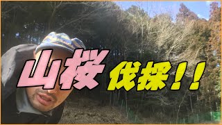 【安全作業】山林の伐採の方法と同じ程大事な、危険を予測すること!!状況把握で怪我のリスクを知って避ける!!!素人だからこそビビッて作業。必要な時には思い切りよく!!#稲屋の田舎チャンネル