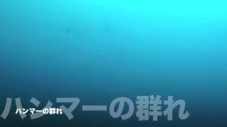 2016.06.18の神子元島　カンパチ、ハンマーの群れ！