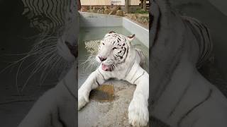 【池田動物園公式】のんびりからの大あくびー🐯