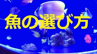 【海水魚】ショップでの生態の選び方購入する際の注意点など。