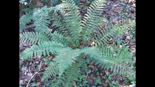 polystichum setiferum