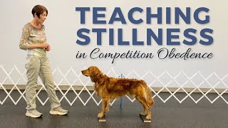 Teaching Stillness for Competition Obedience