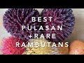 The Elusive Best Costa Rican PULASAN+Rare Selected RAMBUTAN Tasting (+some exciting BONUS tastings!)