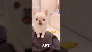 あーぱつあぱつを僕が歌ったら・・・  #shorts #口パク #apt #chihuahua