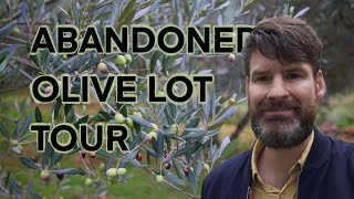 Tour of an abandoned olive grove, now under our care.