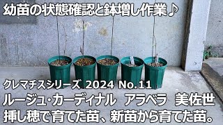 【クレマチスシリーズ 2024 No.11】幼苗の鉢増し作業