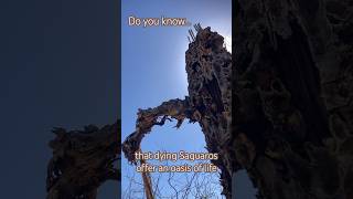 Necrotic Saguaro: Witness a cactus in decay #shorts #saguaro #cactus